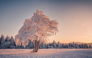 hd-winterhintergrundbilder-mit-dicken-schnee-bedeckten-baum