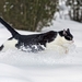 wallpaper-katze-lauft-durch-den-schnee-bilder-hd-winter-hintergru