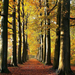 foto-baume-im-herbst-wallpaper