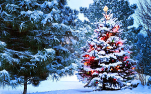 hintergrundbilder-weihnachten-winter-mit-weihnachtsbaum-draussen-