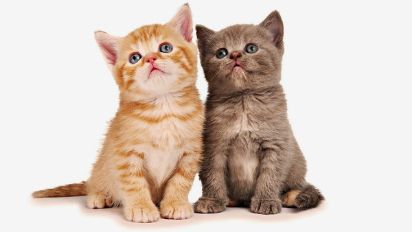 tiere-wallpaper-mit-zwei-junge-katzen-als-beste-freunde-hd-katzen