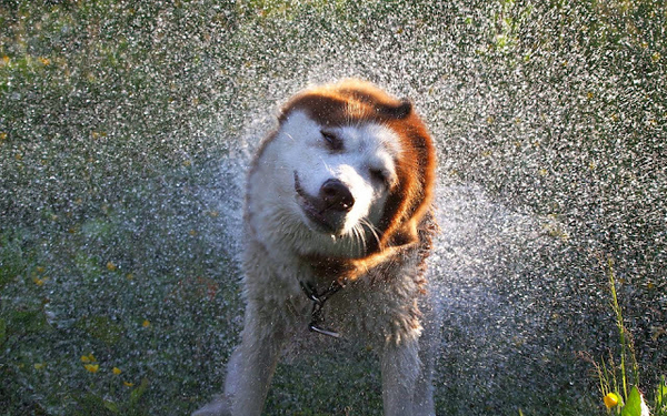 hund-schuttelt-wasser-aus-dem-fell-hd-hunde-hintergrundbilder