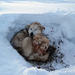 hintergrund-bilder-von-einem-wolf-mit-jungen-wolfe-im-schnee