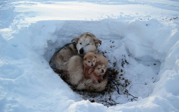hintergrund-bilder-von-einem-wolf-mit-jungen-wolfe-im-schnee
