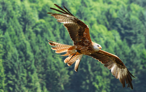 foto-von-einem-fliegenden-adle-hd-vogel-hintergrund