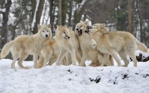 weissen-wolfe-im-schnee-hd-wolfen-hintergrund-bilder