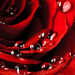nahaufnahme-bild-von-eine-rote-rose-mit-tropfen-hd-blumen-hinterg