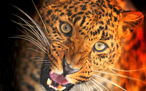 portrat-von-einen-leopard-hd-leoparden-hintergrund-bilder