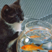 foto-eine-junge-katze-an-goldfischglas-hd-katzen-hintergrund