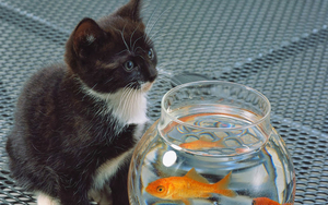 foto-eine-junge-katze-an-goldfischglas-hd-katzen-hintergrund