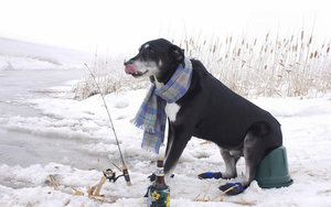 lustige-hintergrund-angeln-mit-hund-im-winter-bilder
