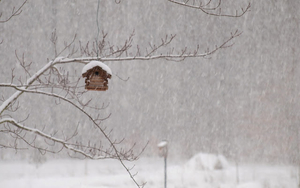 winter-bild-mit-einem-vogelhaus-wahrend-eines-schneesturms-hd-win