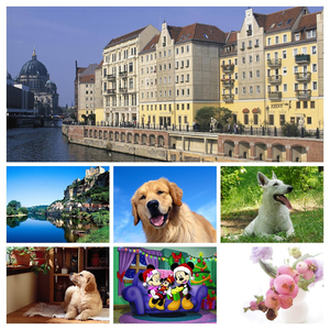 Berger_Blanc_Suisse_dog-COLLAGE