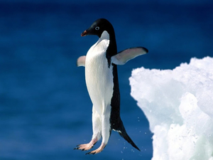 Pinguine_-_bombs_away