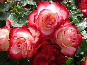 Pink_Roses_-_rose_pictures