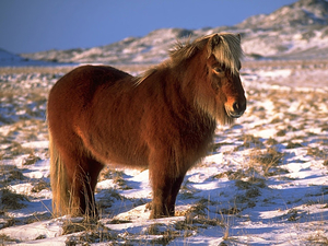 Pony_Horse