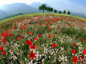 Spring_mountain_meadow