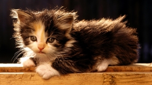 Cute_fluffy_kitten