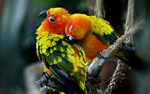 Red-faced_fig_parrot