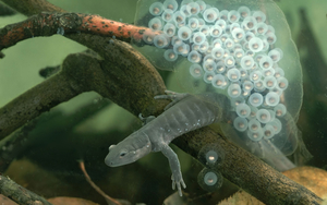 Salamander_amphibian