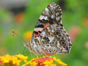 Butterfly_-_Riodinidae