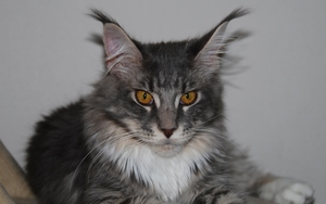 the_Maine_Coon_natural_breeds