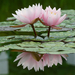 Beauty_Water_lily