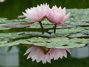Beauty_Water_lily