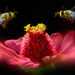 Bee_-_free_wallpapers