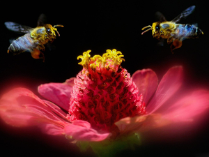 Bee_-_free_wallpapers