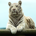 Bengal_white_tiger