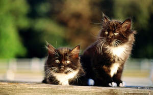 Black_and_White_Persian_Kittens