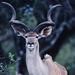 Blackbuck_antelope_(Blackbuck_National_Park,_Velavadar)