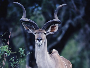 Blackbuck_antelope_(Blackbuck_National_Park,_Velavadar)