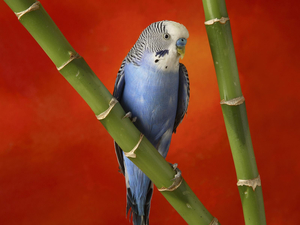 Blue_parrot