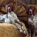 Bluetick_Coonhound_Dogs