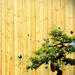 Bonsai_tree_art_pictures