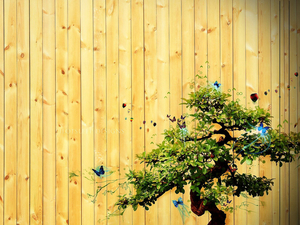Bonsai_tree_art_pictures