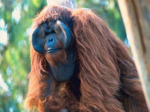 Bornean_Orangutan