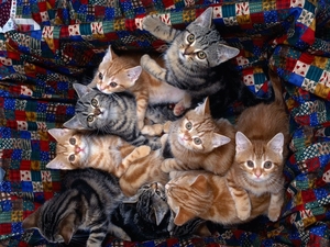 Cat's_family