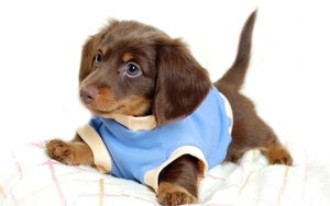 Clothes_for_puppy