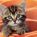 Curious_kitten