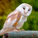barn-owl-3155878_960_720