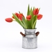 tulip-3170494_960_720