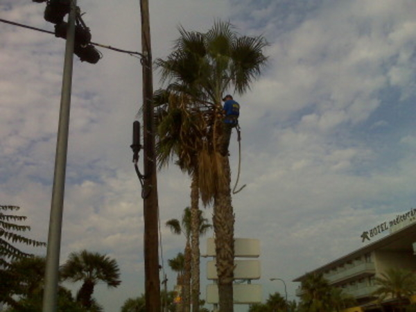 Palmbomen worden gesnoeid