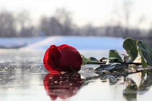 red-rose-on-ice-3193816_960_720