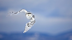 flying-owl_1175981278