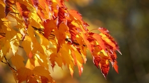 autumn-red-leaves_2027056679