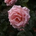 rose-3202348_960_720
