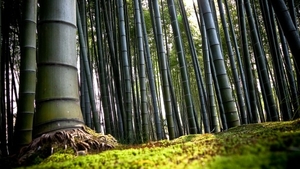 bamboo-forest_1321400917